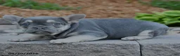 French Bulldog dogs for sale: Finn - Ad 2