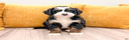 Mini Bernedoodle dogs for sale: Skye - Ad 8