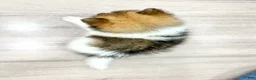 Pomeranian dogs for sale: Kaden - Ad 4