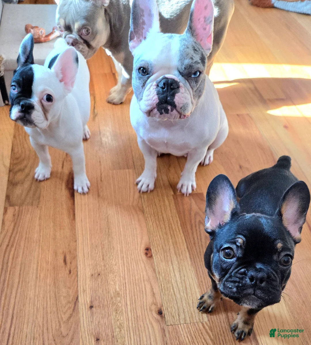 French Bulldog dogs for sale: Cruella French bulldog  - Ad 2
