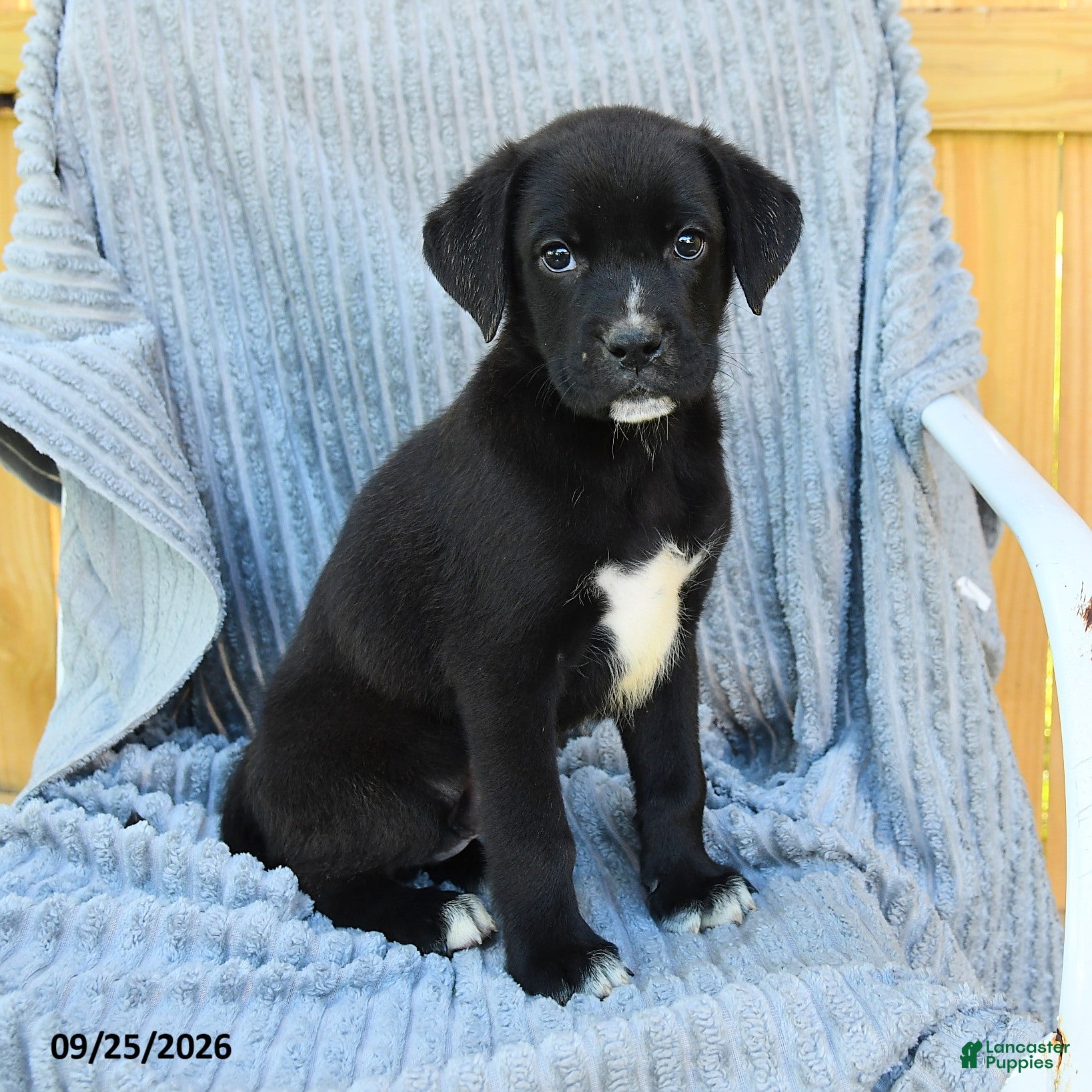 Mixed Breed dogs Nico - Ad 2