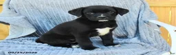 Mixed Breed dogs for sale: Nico - Ad 2