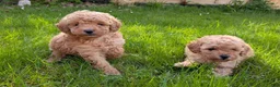 Toy Poodle dogs for sale: Tom - Ad 8