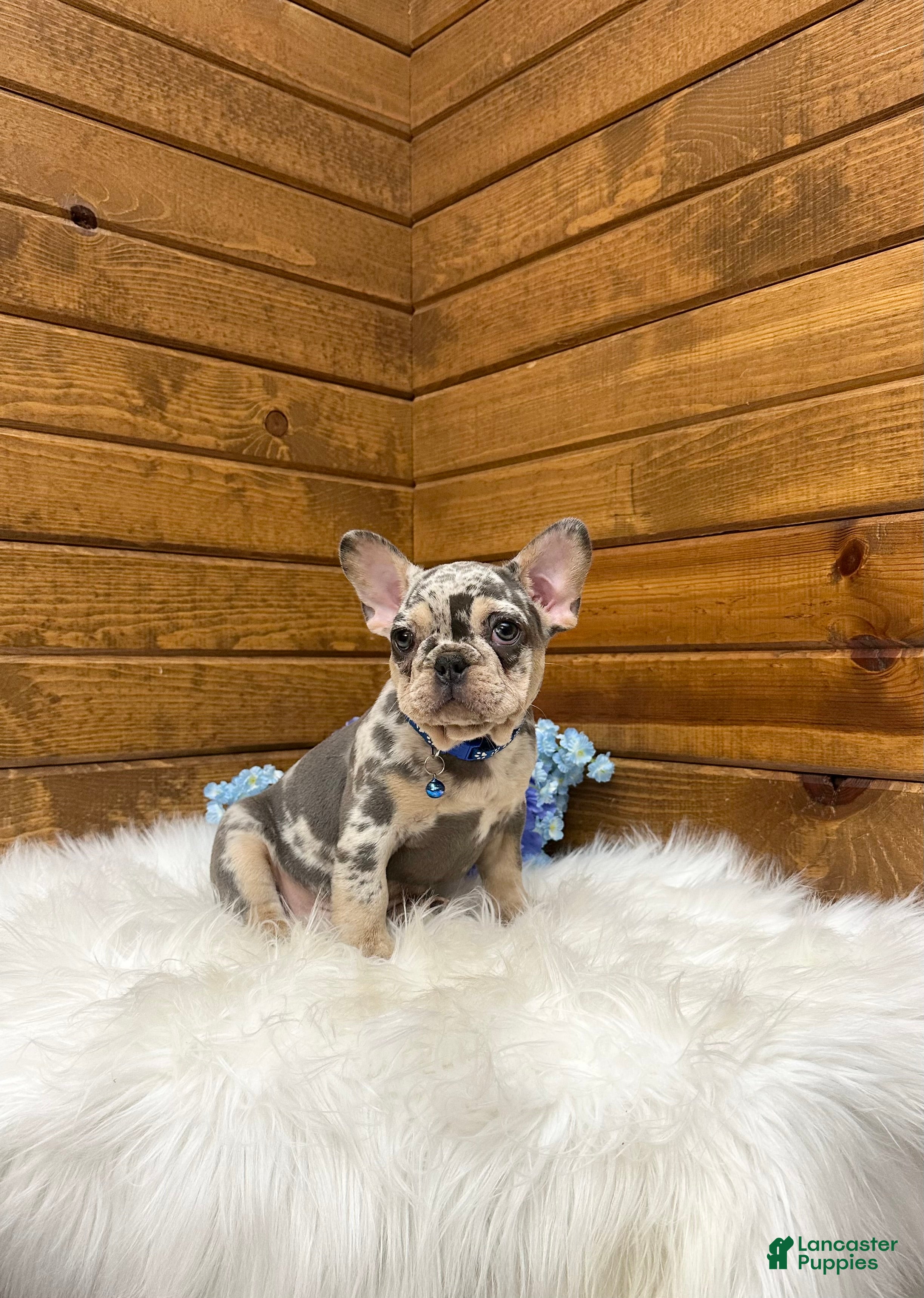 French Bulldog dogs Aspen - Ad 2