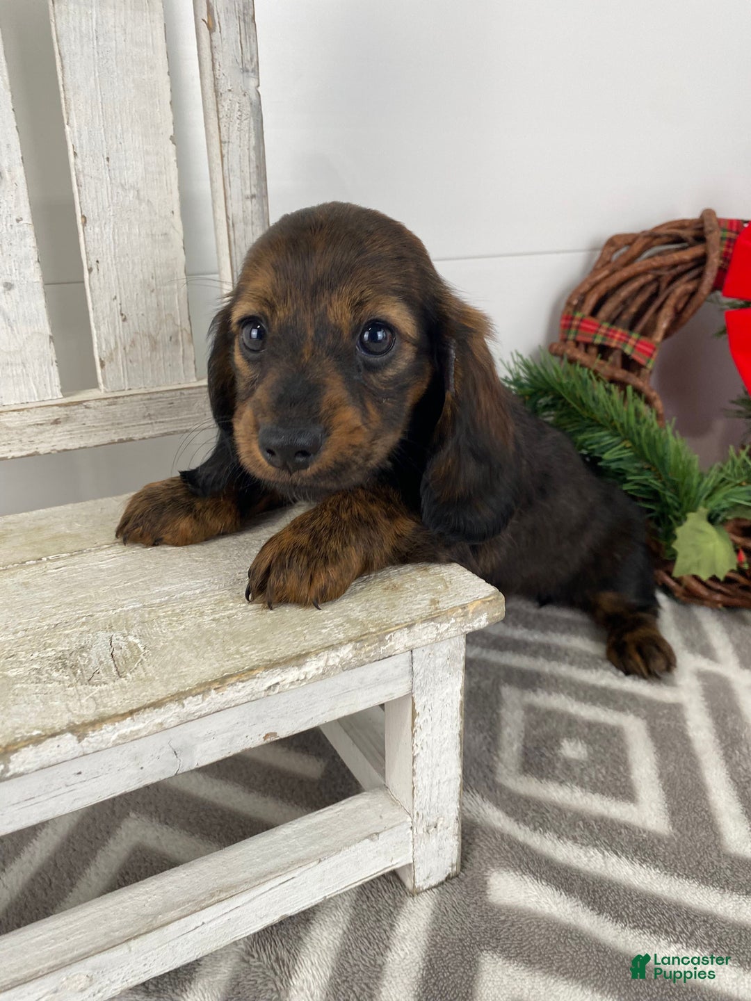 Miniature Dachshund dogs for sale: Bella - Ad 11