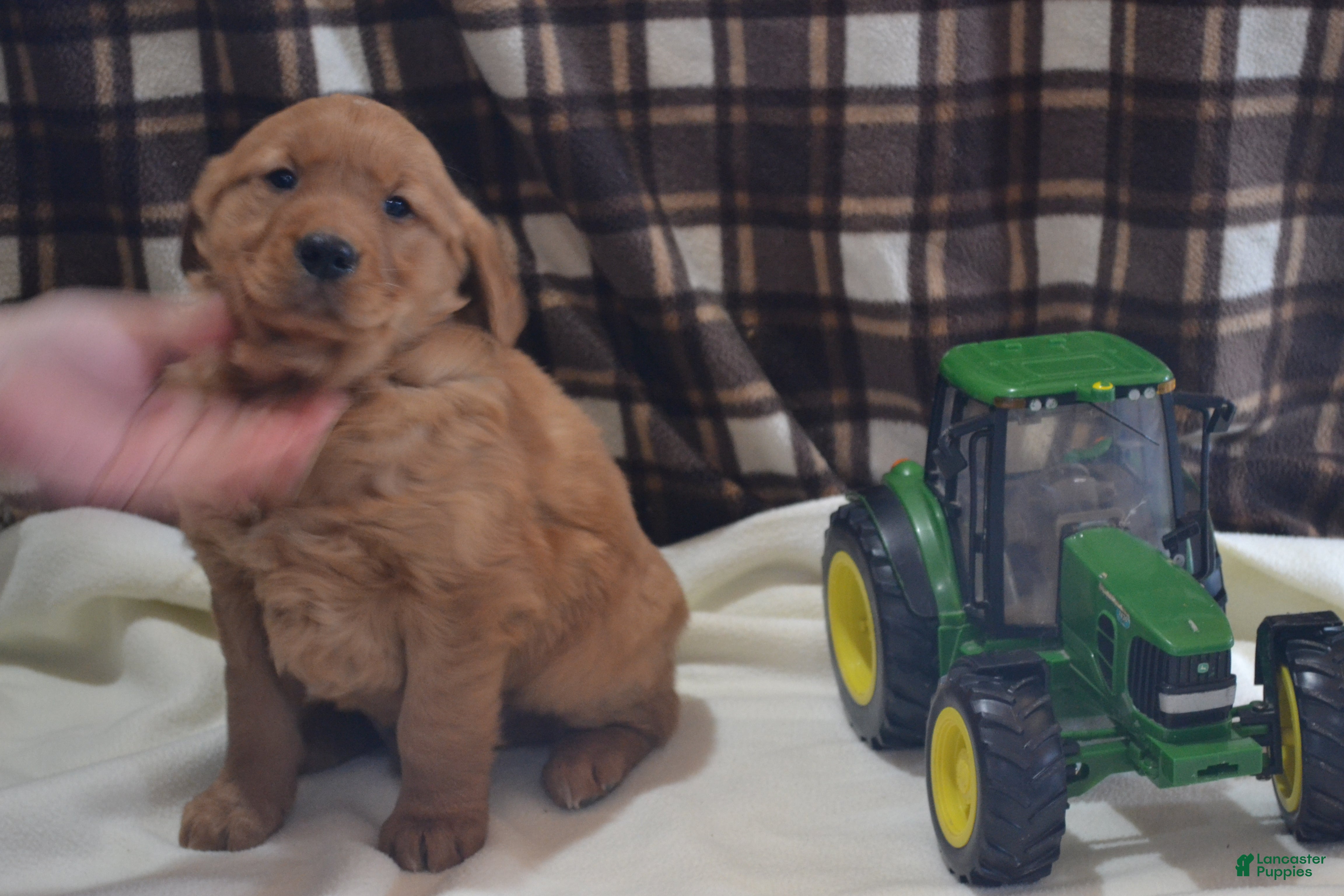 Golden Retriever dogs Rover - Ad 11