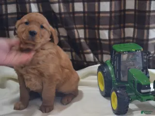 Golden Retriever dogs Rover - Ad 25