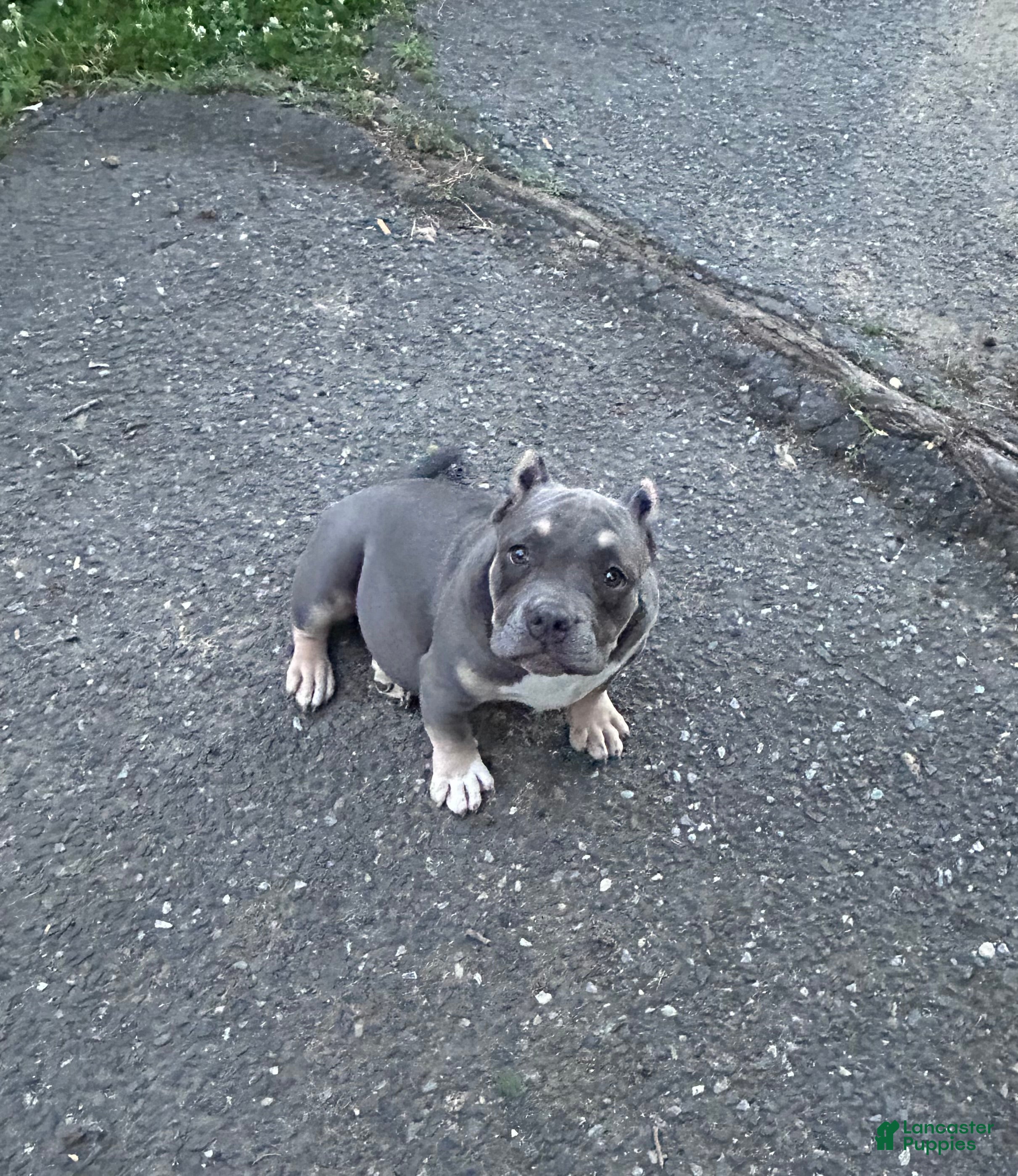 American Bully dogs Diva - Ad 2