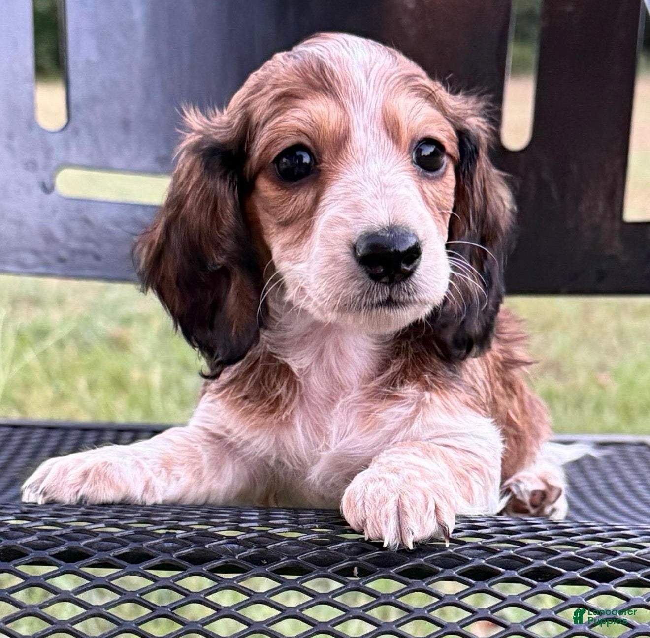 Dachshund dogs Glory  - Ad 16
