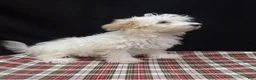 Maltipoo dogs for sale: Saxen - Ad 6