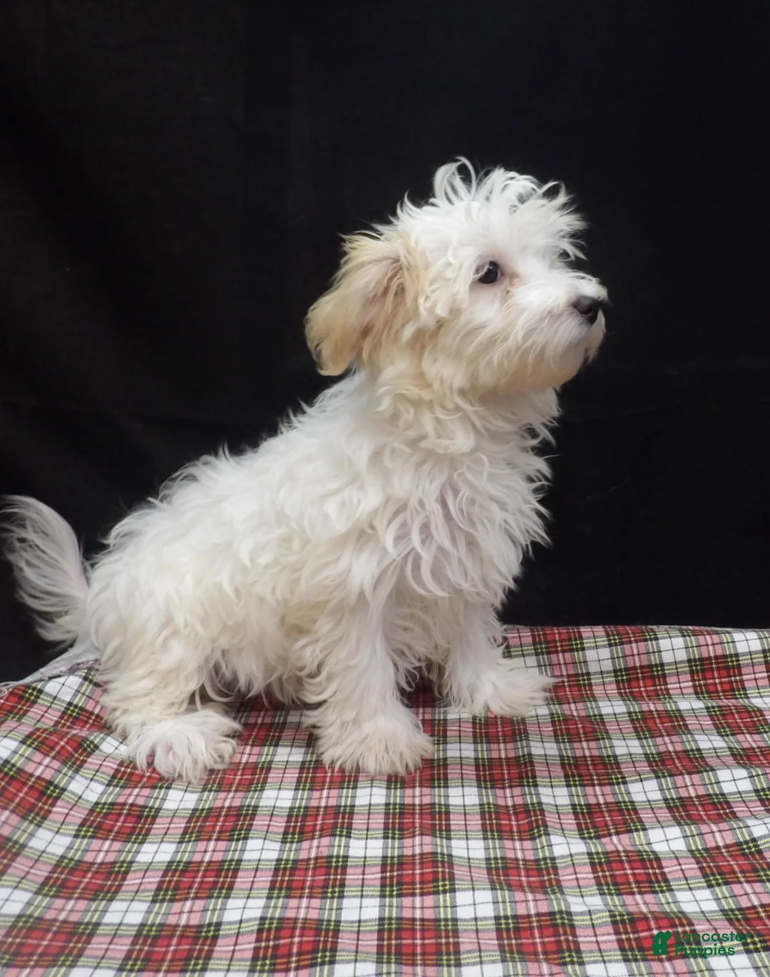 Maltipoo dogs for sale: Saxen - Ad 6