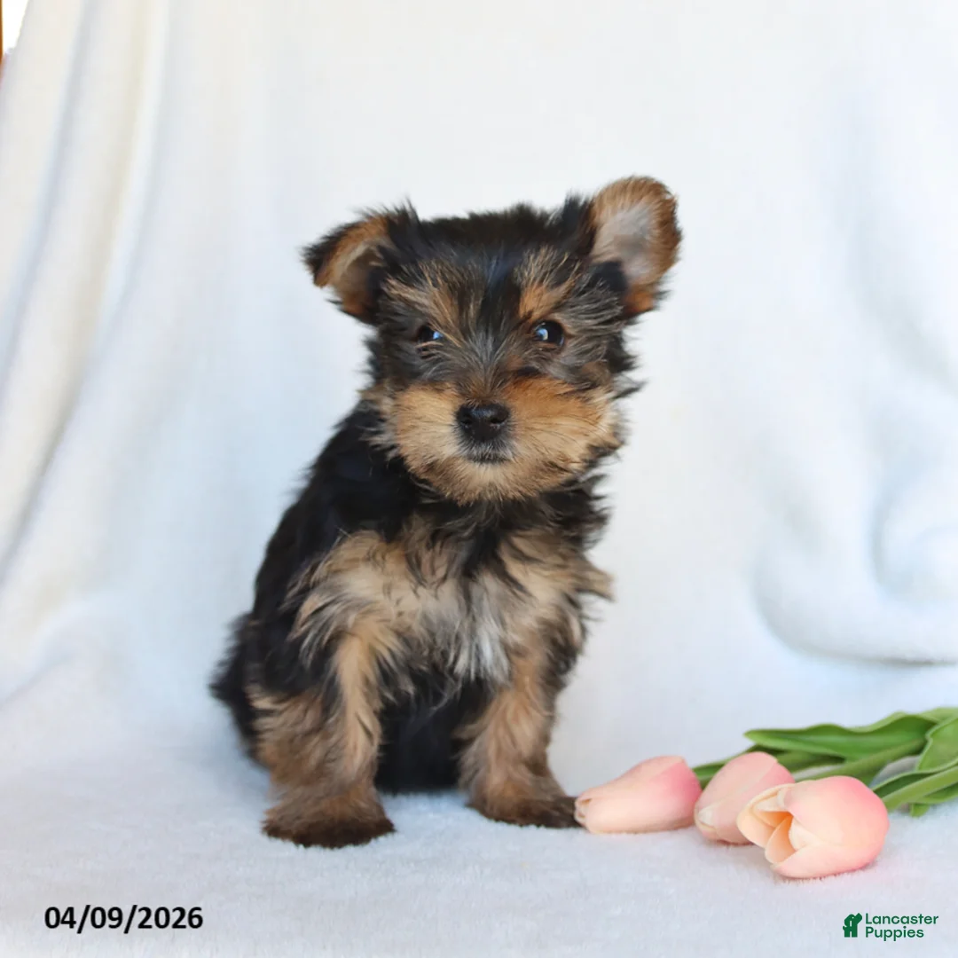 Yorkshire Terrier dogs for sale: Pixie - Ad 5