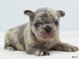 Mixed Breed dogs Hollywood merle blue - Ad 7