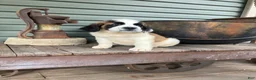 Saint Bernard dogs for sale: Saint Bernard 3 - Ad 3