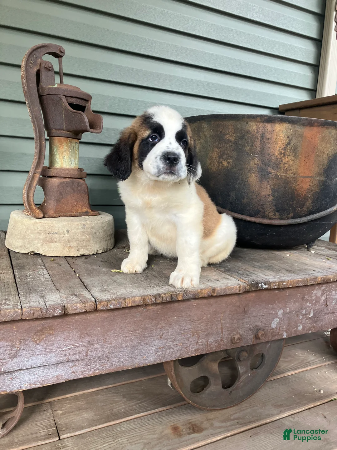 Saint Bernard dogs for sale: Saint Bernard 3 - Ad 3