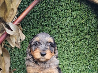 Mini Goldendoodle dogs - Ad 26