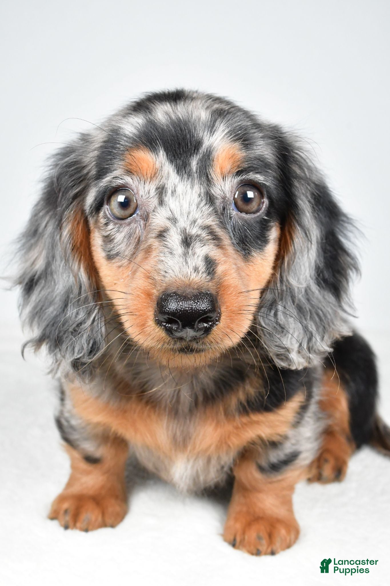 Dachshund dogs Cassandra - Ad 1