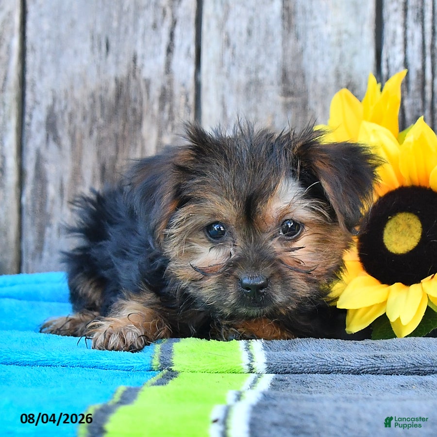 Yorkshire Terrier dogs Jaylee - Ad 1