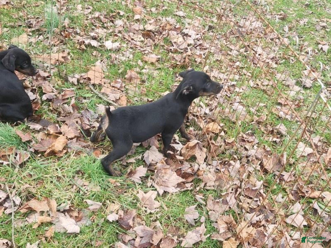 Miniature Pinscher dogs for sale: Rocko - Ad 6