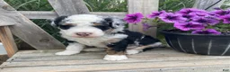 Mini Bernedoodle dogs for sale: Bruno- mini/medium - Ad 2