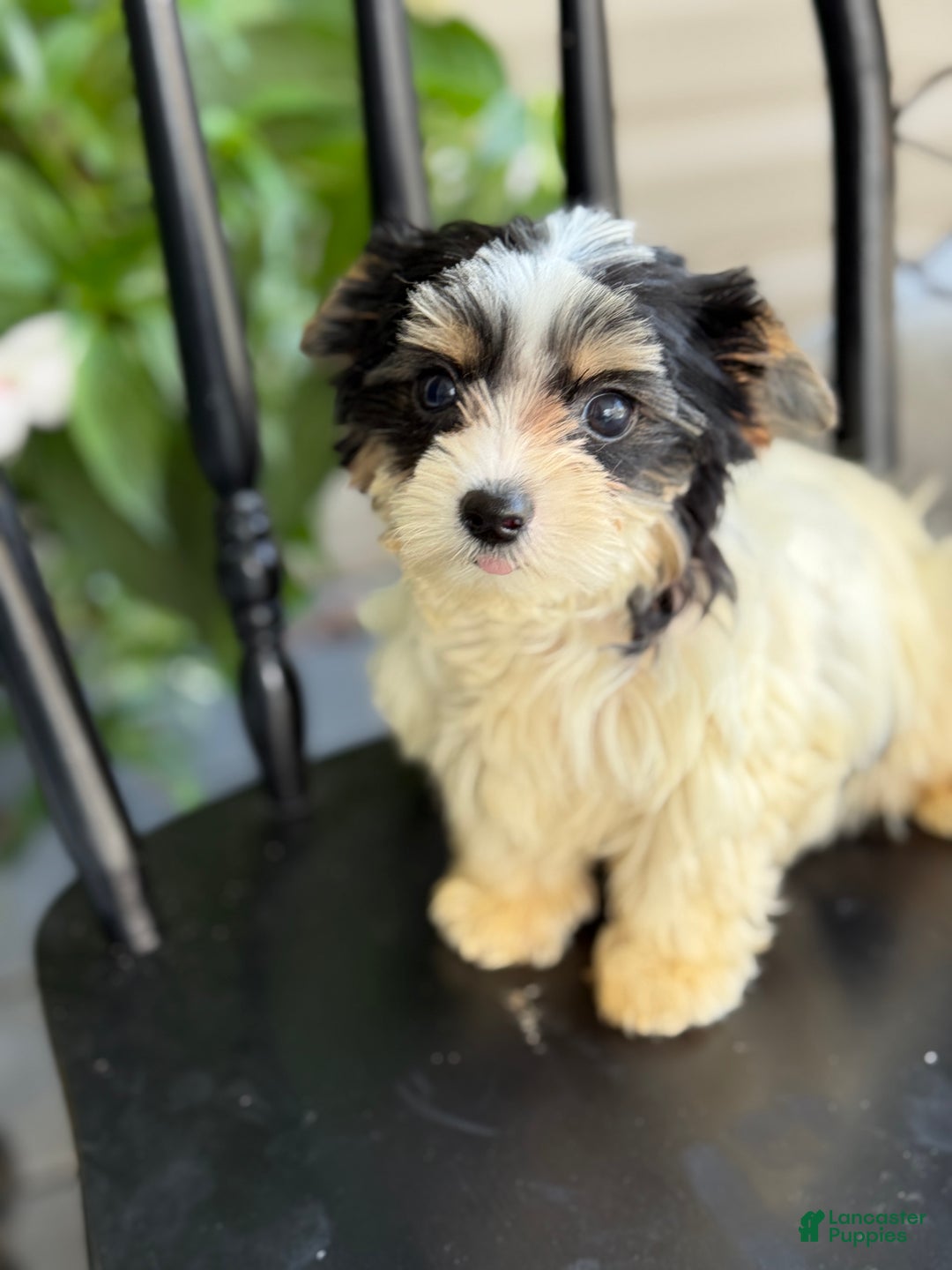 Yorkshire Terrier dogs for sale: Morsel - Ad 3