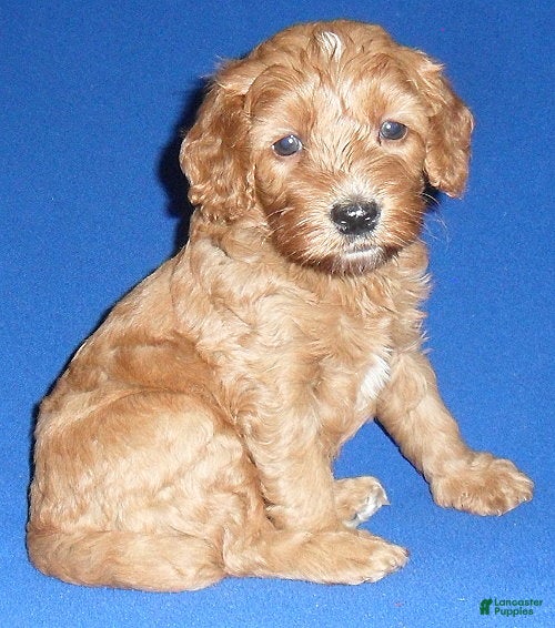 Cockapoo dogs Reggie - Ad 1