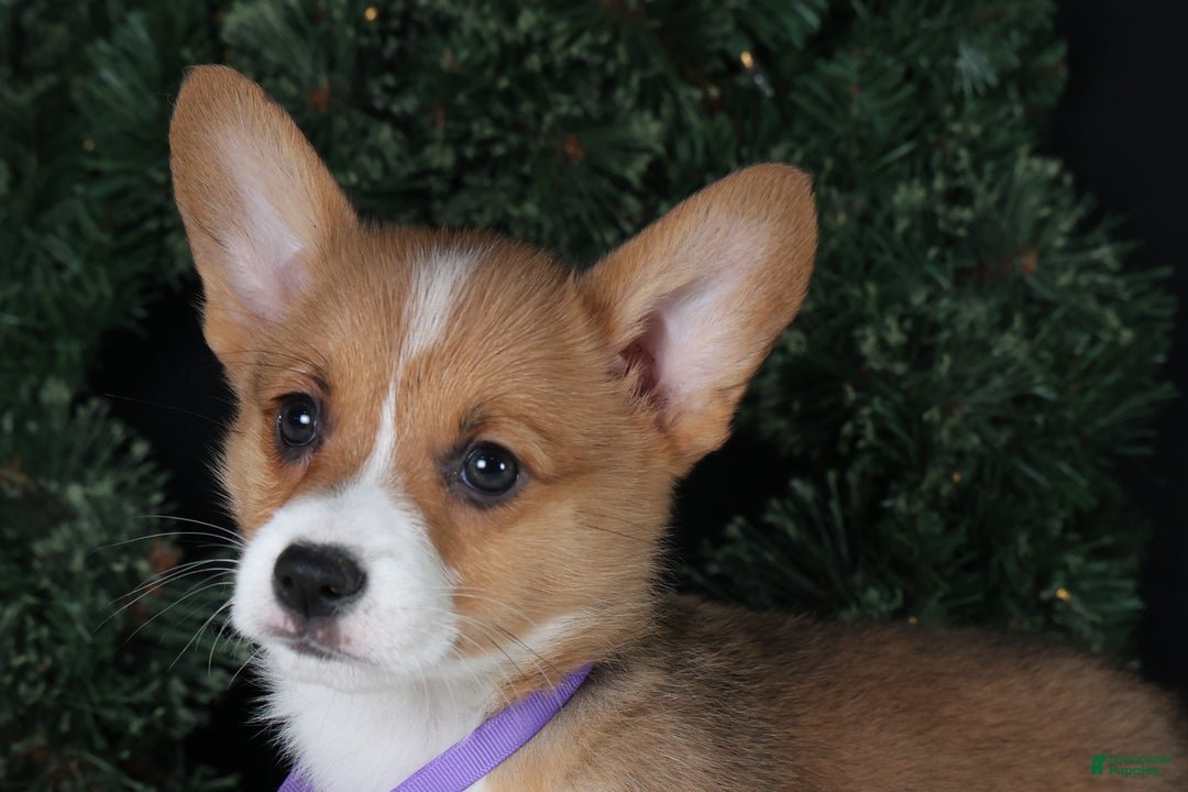 Welsh Corgi Pembroke dogs for sale: Holden - Ad 27