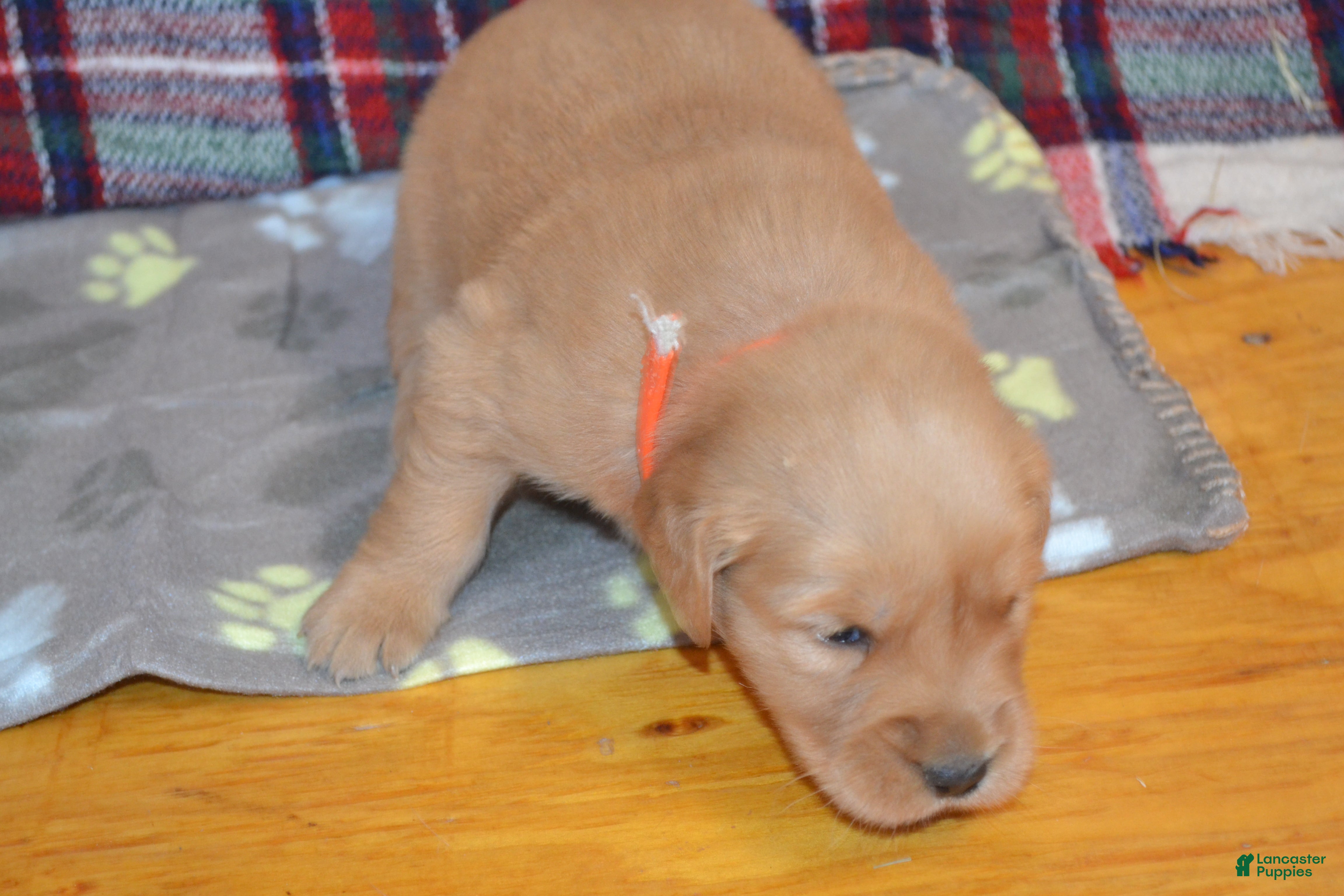 Golden Retriever dogs Mandy - Ad 1