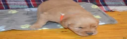Golden Retriever dogs for sale: Mandy - Ad 1