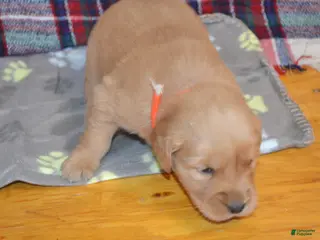 Golden Retriever dogs Mandy - Ad 1