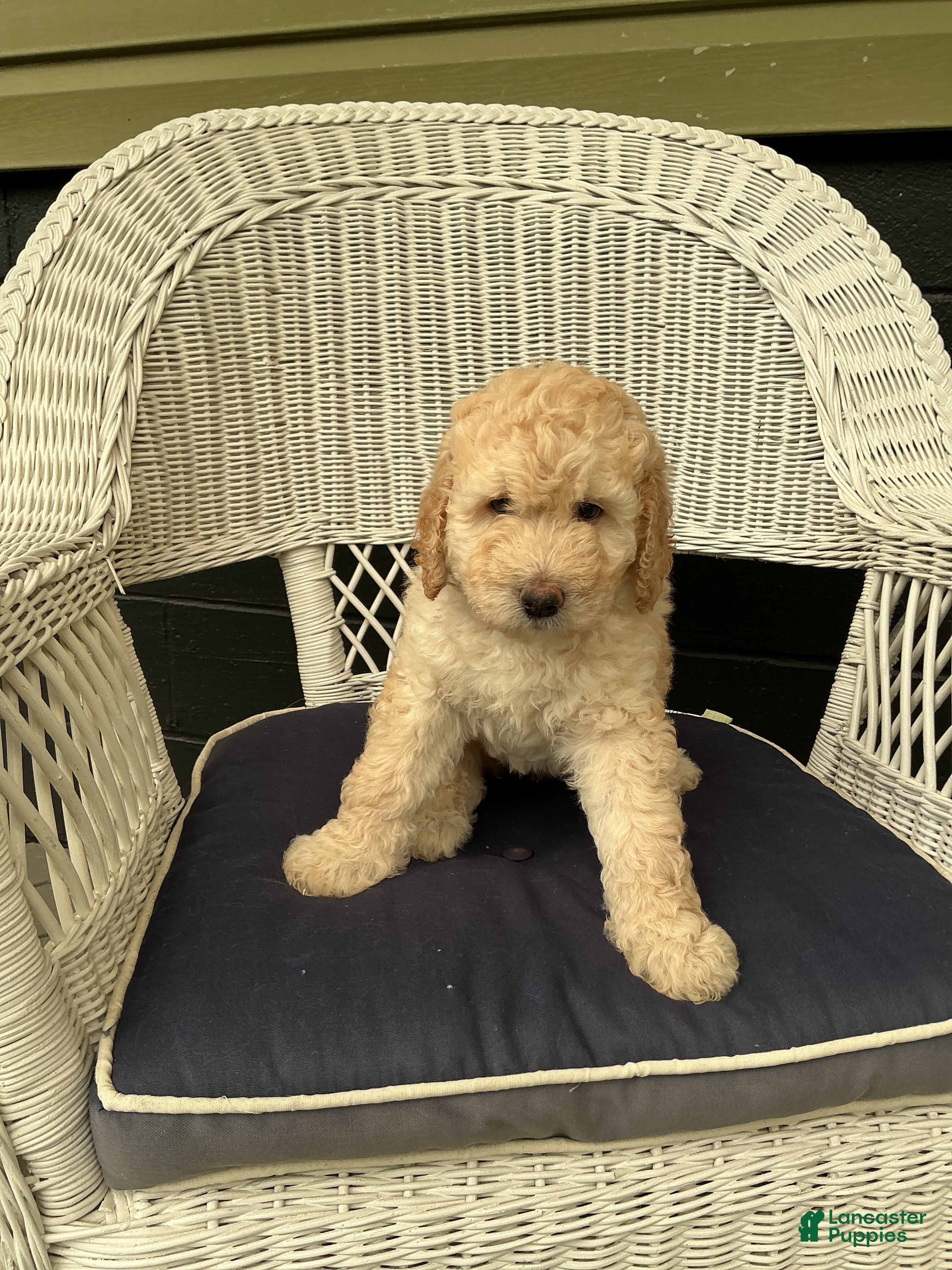 Goldendoodle dogs Goldendoodle 4 - Ad 1
