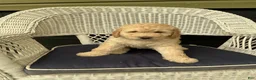 Goldendoodle dogs for sale: Goldendoodle 4 - Ad 1