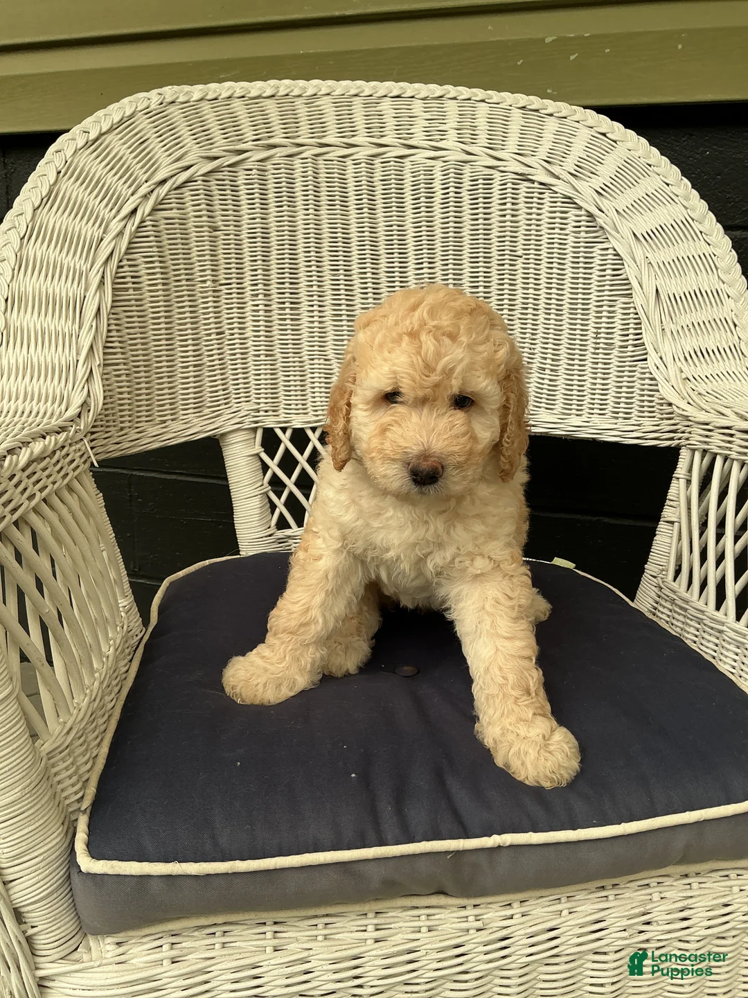 Goldendoodle dogs for sale: Goldendoodle 4 - Ad 1