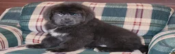Newfoundland dogs for sale: Yoni - Ad 3