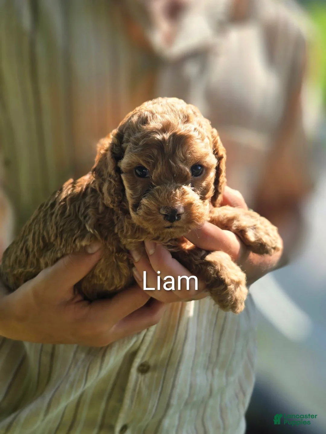 Cockapoo dogs for sale: Liam - Ad 1