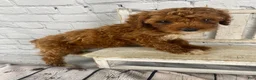 Cavapoo dogs for sale: Rosie - Ad 11