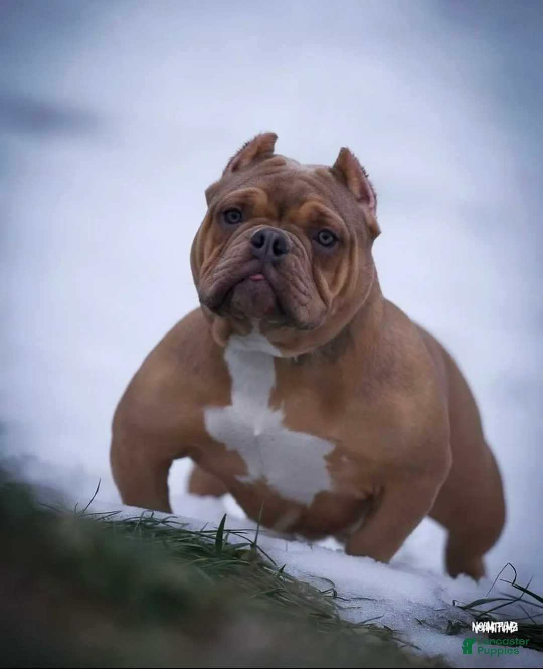 American Bully dogs for sale: American Bully 1 - Ad 8