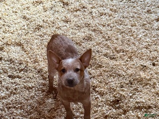 Australian Cattle Dog dogs Wiggles - Ad 29