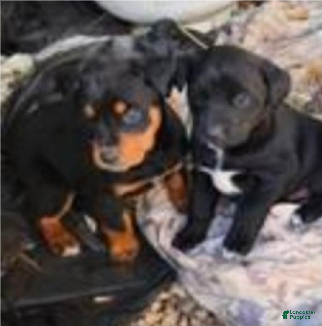Mixed Breed dogs for sale: Mixed Breed Puppy 1 - Ad 4