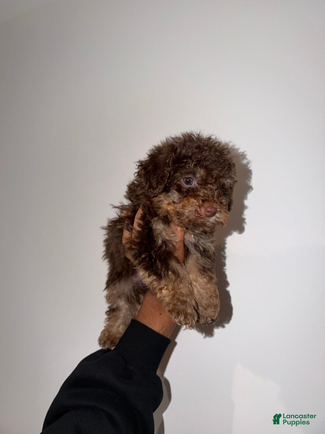 Toy Poodle dogs for sale: Coco - Ad 2