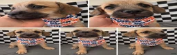 Mixed Breed dogs for sale: Mixed Breed 1 - Ad 4