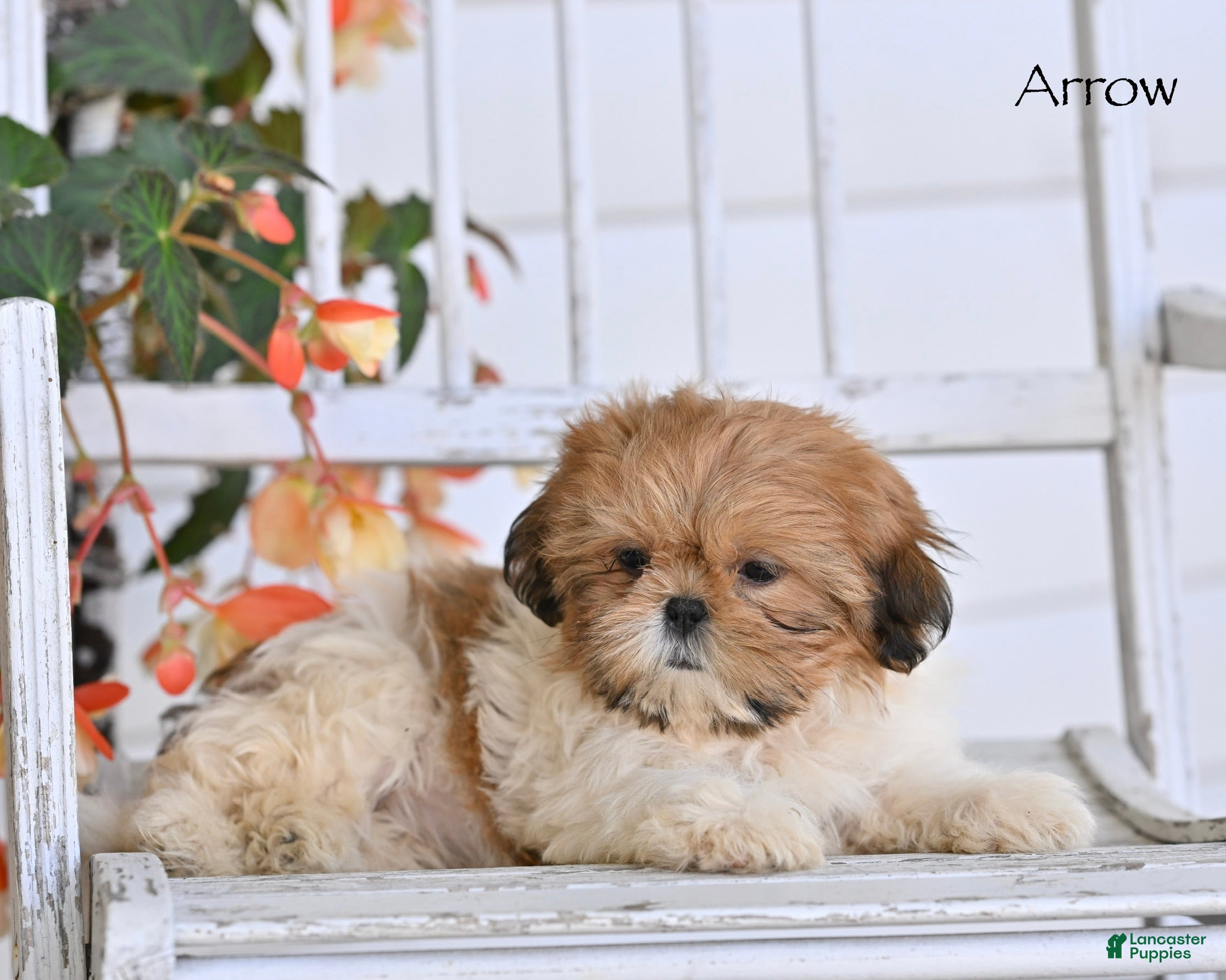 Shih Tzu dogs Arrow - Ad 1