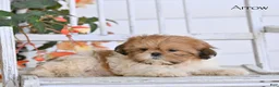 Shih Tzu dogs for sale: Arrow - Ad 1