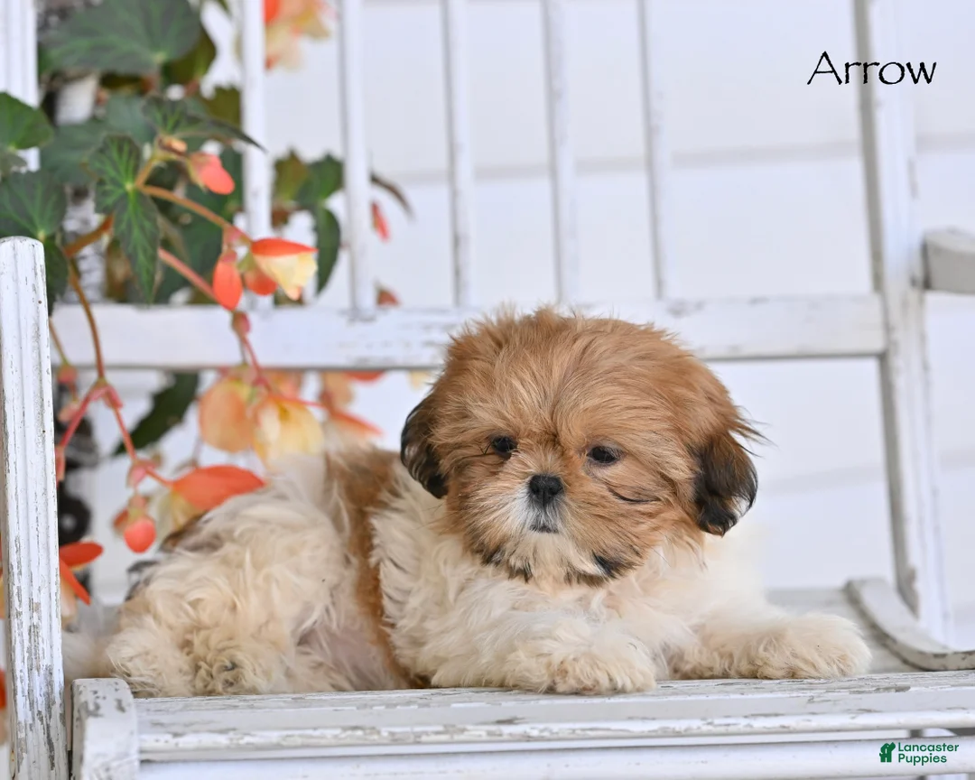 Shih Tzu dogs for sale: Arrow - Ad 1