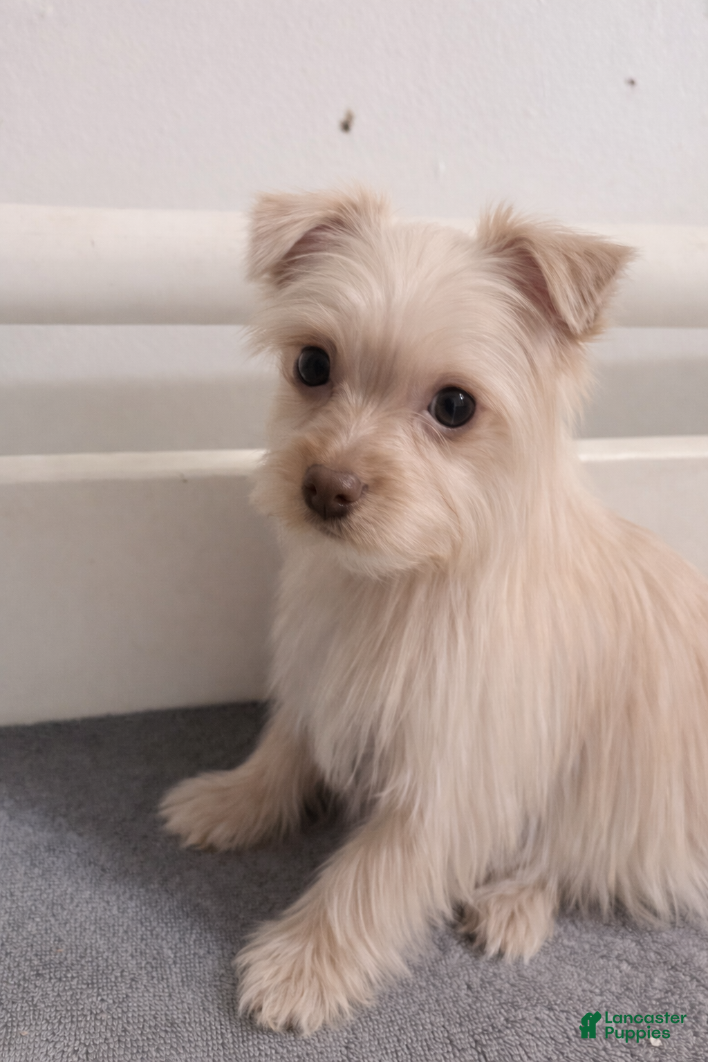 Morkie dogs Simba - Ad 20