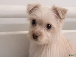 Morkie dogs Simba - Ad 42