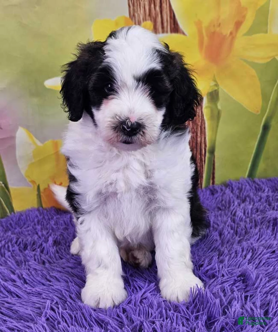 Mini Sheepadoodle dogs for sale: Tommy - Ad 1