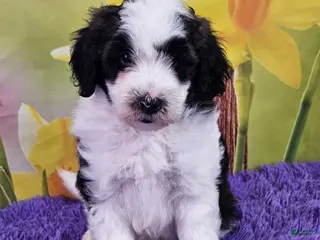 Mini Sheepadoodle dogs Tommy - Ad 17