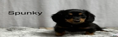 Spunky
