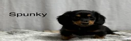 Miniature Dachshund dogs for sale: Spunky - Ad 1